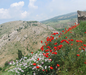Fototapeta na wymiar Balaklava mountains spring view, Crimea