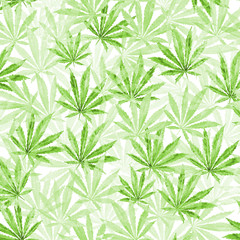 Naklejka na ściany i meble Green Cannabis leaves on white background