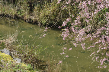 川と桜

