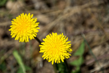 Fototapeta premium Två maskrosor blommar vid en skogsstig