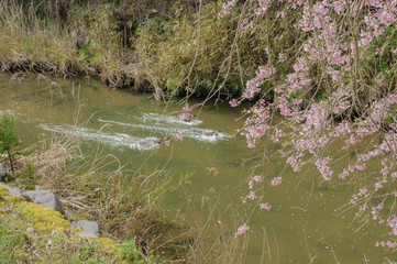 川と桜
