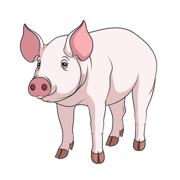 Vector color illustration of a pig. Isolated object on a white background.