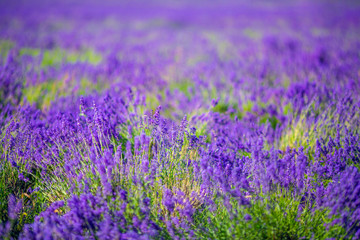 English flowering lavender pattern field