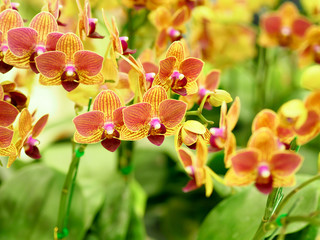 Closeup cluster of yellow orchids with blurred foreground and background