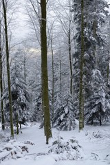 Forets vosgiennes en hiver