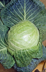 Fototapeta premium Fresh cabbage harvest