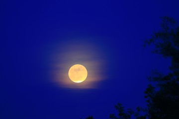 Obraz premium Full moon beautiful over dark sky at have tree shadow in night