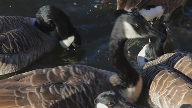 Canada Geese Goose, Ducks and Seagulls - Feeding Water Birds