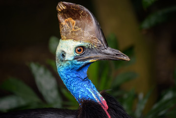 Portrait of Southern cassowary