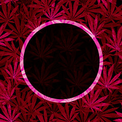 Purple, violet Cannabis leaves on white background