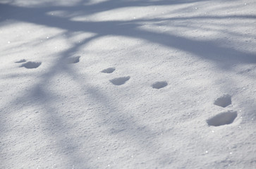Fototapeta na wymiar Animal footprints in the deep snow. Sunny winter day.