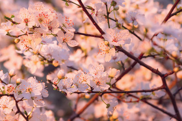 The cherry blossoms