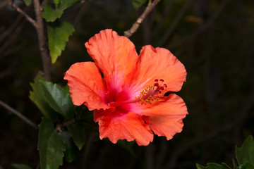 Red Orange Hibiscus