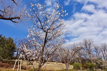 Fototapeta premium 梅の花