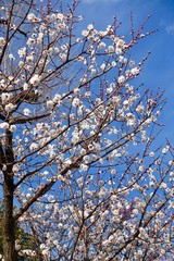 梅の花