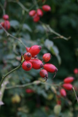 Rosa canina