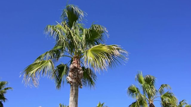 00:04 | 00:11
1×

Palm tree on a windy sunny day on blue sky background