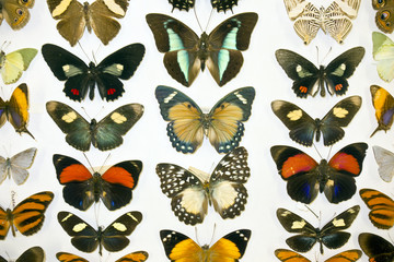 Fototapeta na wymiar Cased Collection of Exotic Butterflies 