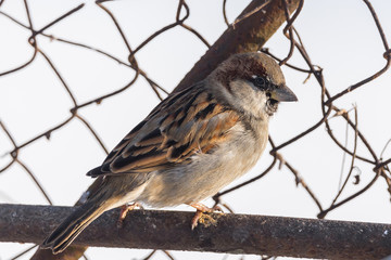 Sparrow siting on a metal fence with a backlit background.