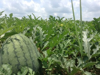 watermelon farm green clear sky