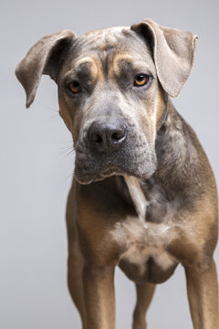 Pitbull