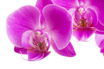 Fototapeta na wymiar Orchid isolated on white background. Abundant flowering of magenta phalaenopsis orchid. Spa background. Selective focus