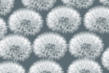 white dandelions on a gray background