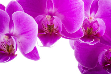 Orchid isolated on white background. Abundant flowering of magenta phalaenopsis orchid.  Spa background. Selective focus
