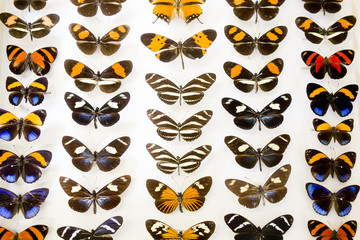 Cased Collection of Exotic Butterflies
