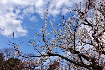梅の花