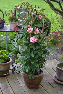 Rose im K&uuml;bel