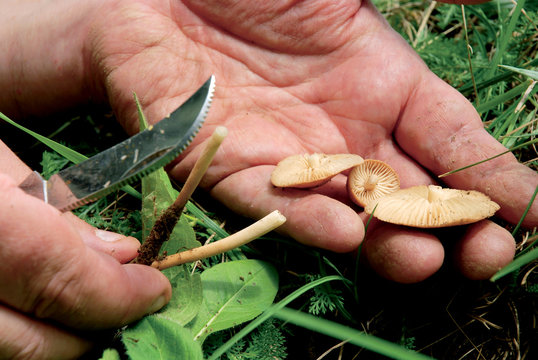 Marasmius oreades mushrooms