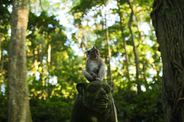 Monkey in the park