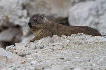 Dassie, Betty's Bay, South Africa