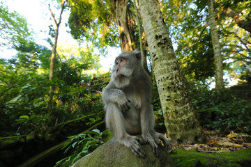 Monkey in the park