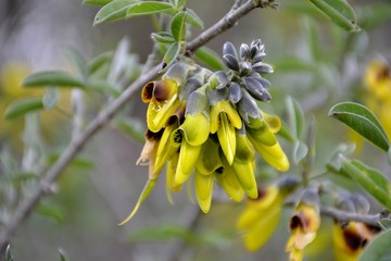 Detail of wild stinking bean trefoil flowers and green leaves 