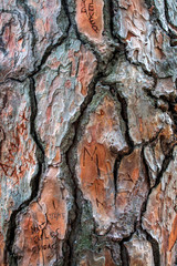 Madera