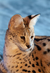 Serval Portrait