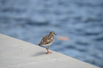 Ruddy Turnstone (Arenaria interpres)