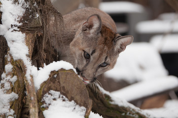 Puma dans la neige