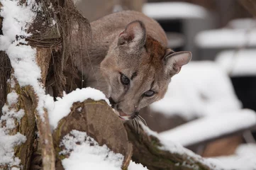 Cercles muraux Puma Puma dans la neige