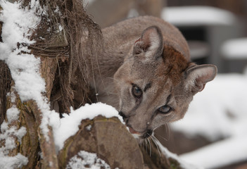 Junger Puma im Schnee