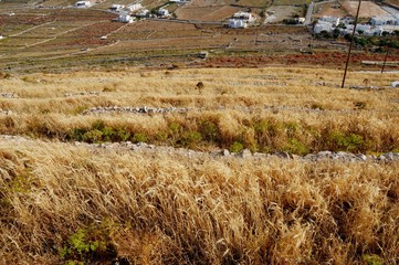 Folegandros - tiny rocky Cycladic island/ fertile soil is very small. Almost no water. Agricultural...