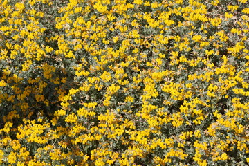 Landschaft und Meer1