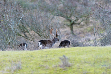 Fallow deer stag walking towards bushes.