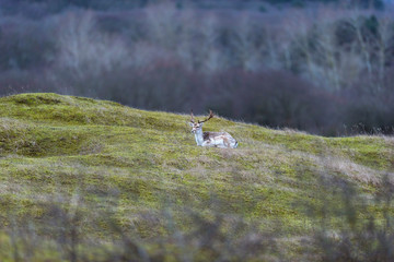 Deer stag lying down on grass.