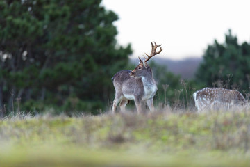 Fallow deer buck in field with tall grass.