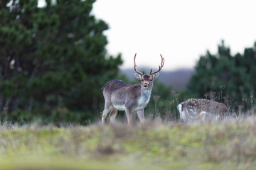 Fototapeta premium Fallow deer buck in field with tall grass.