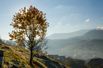autumn landscape, a tree without leaves, iny on the green grass, the blue mountains in the fog in the background.