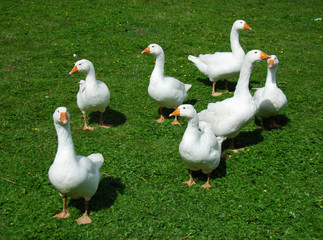 flock of geese on countryside